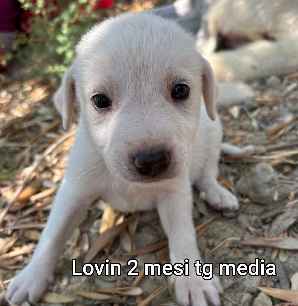 SALVA UN CUCCIOLO! Foto 4