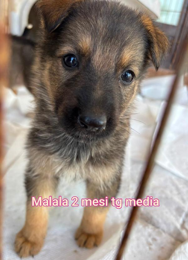 SALVA UN CUCCIOLO! Foto 5