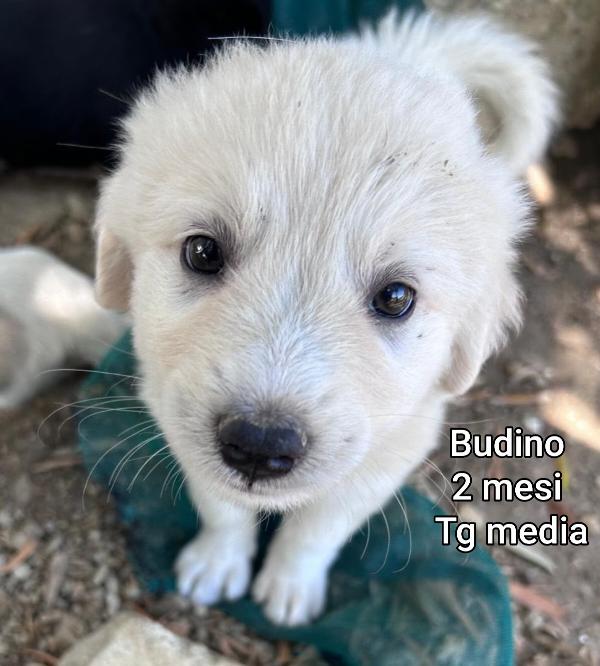 SALVA UN CUCCIOLO! Foto 6