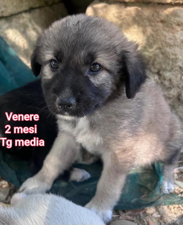 SALVA UN CUCCIOLO! Foto 7