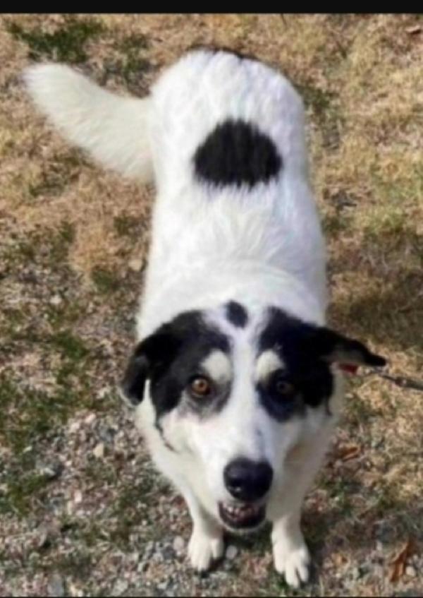 Femmina 5/6Anni Tg Grande Nata Sfortunata Sos Casa Alessandria 
