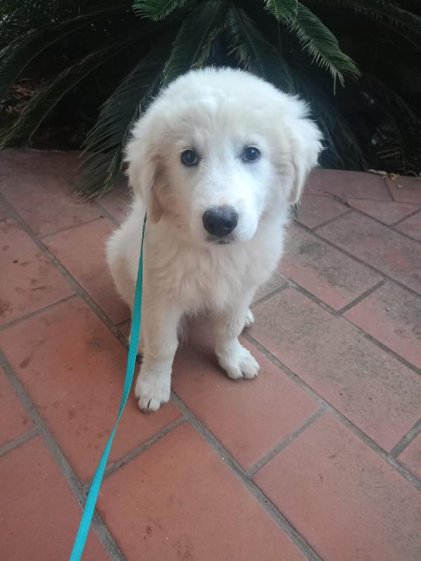Lilly Splendida Cucciolotta Pastore Maremmano Cerca Casa 