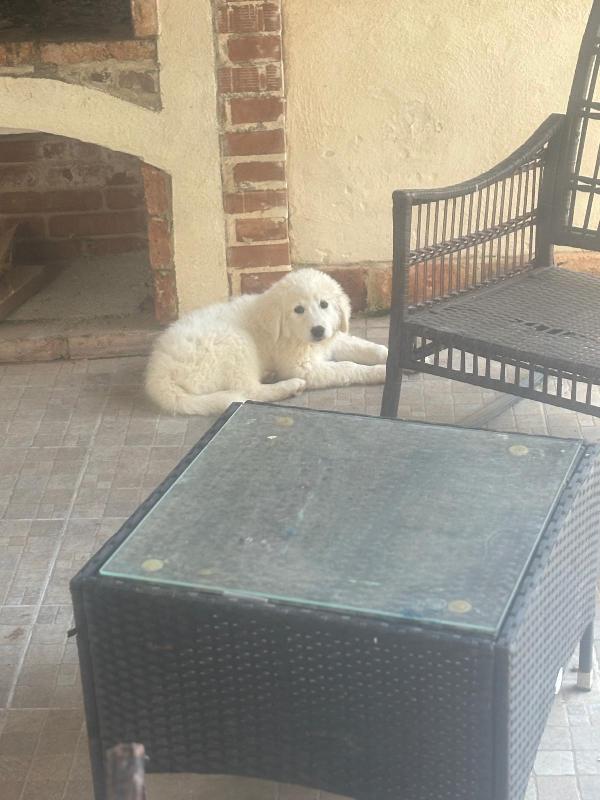 Lilly splendida cucciolotta pastore maremmano cerca casa  Foto 2