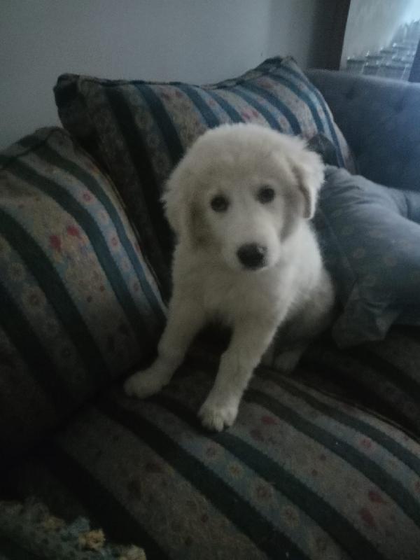 Lilly splendida cucciolotta pastore maremmano cerca casa  Foto 4