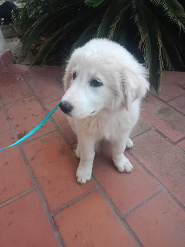 Lilly splendida cucciolotta pastore maremmano cerca casa  Foto 6