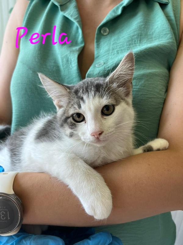 TANTI MICETTI CERCA FAMIGLIA Foto 6