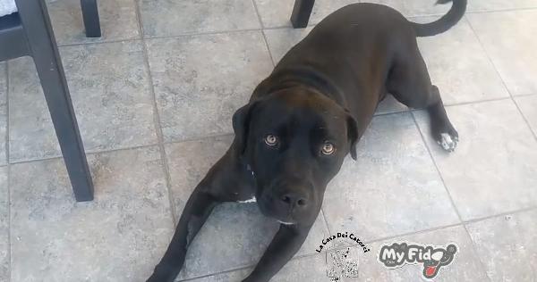 Lea, Cane Corso Meraviglioso, Cerca Una Nuova Famiglia 