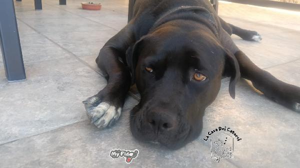 Lea, cane corso meraviglioso, cerca una nuova famiglia  Foto 2