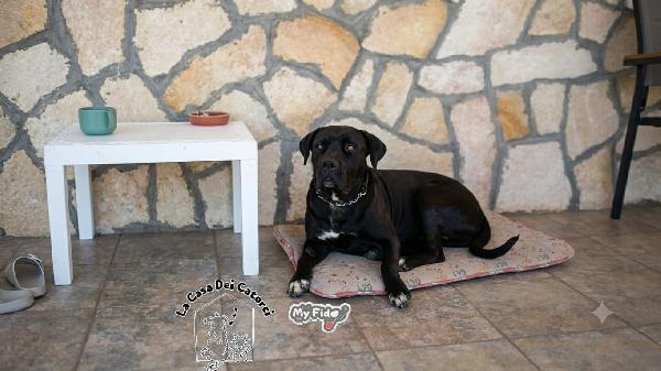 Lea, cane corso meraviglioso, cerca una nuova famiglia  Foto 3
