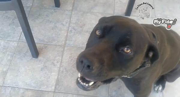 Lea, cane corso meraviglioso, cerca una nuova famiglia  Foto 4