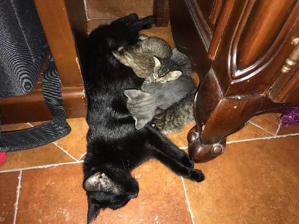 Quattro gattini "magici"