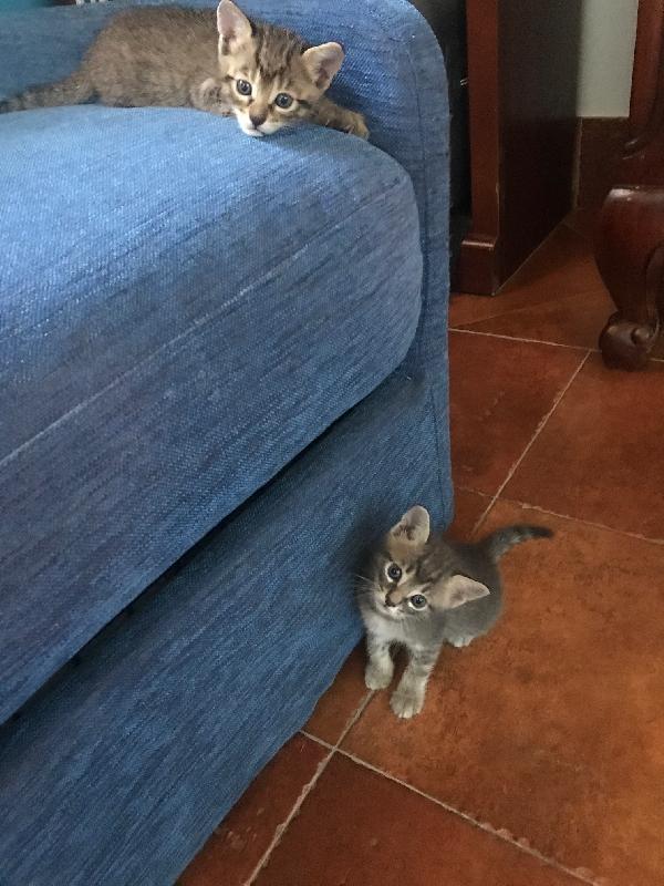 Quattro gattini "magici"