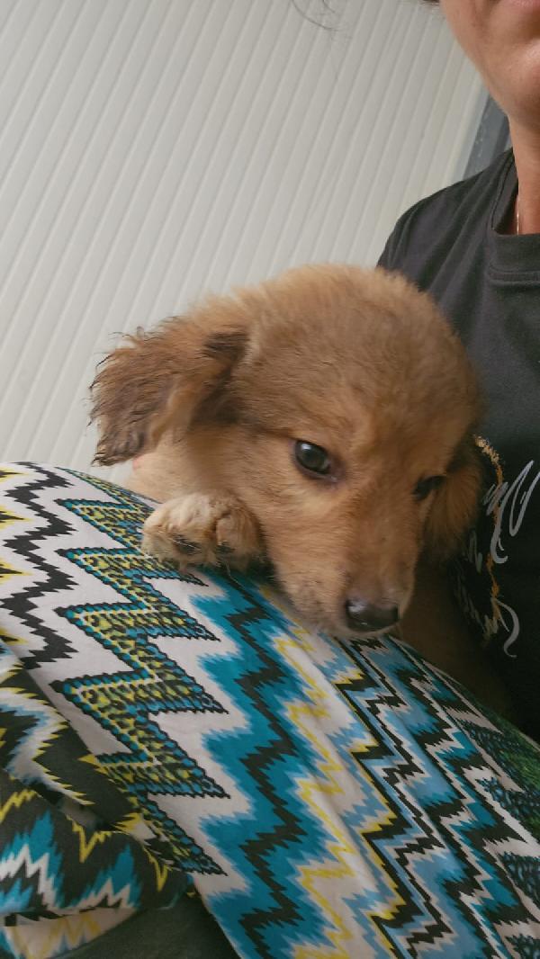 Uli splendida dolce cucciolina cerca adozione  Foto 2