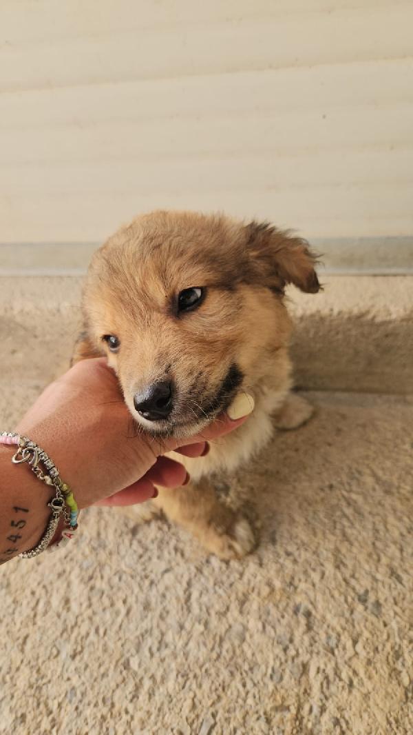 Uli splendida dolce cucciolina cerca adozione  Foto 5