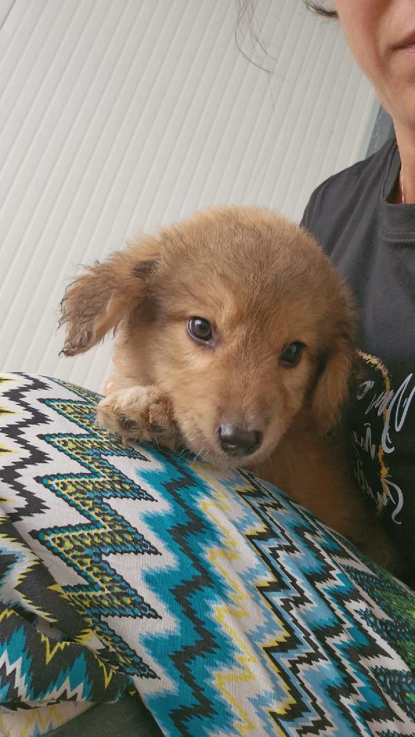 Uli splendida dolce cucciolina cerca adozione  Foto 6