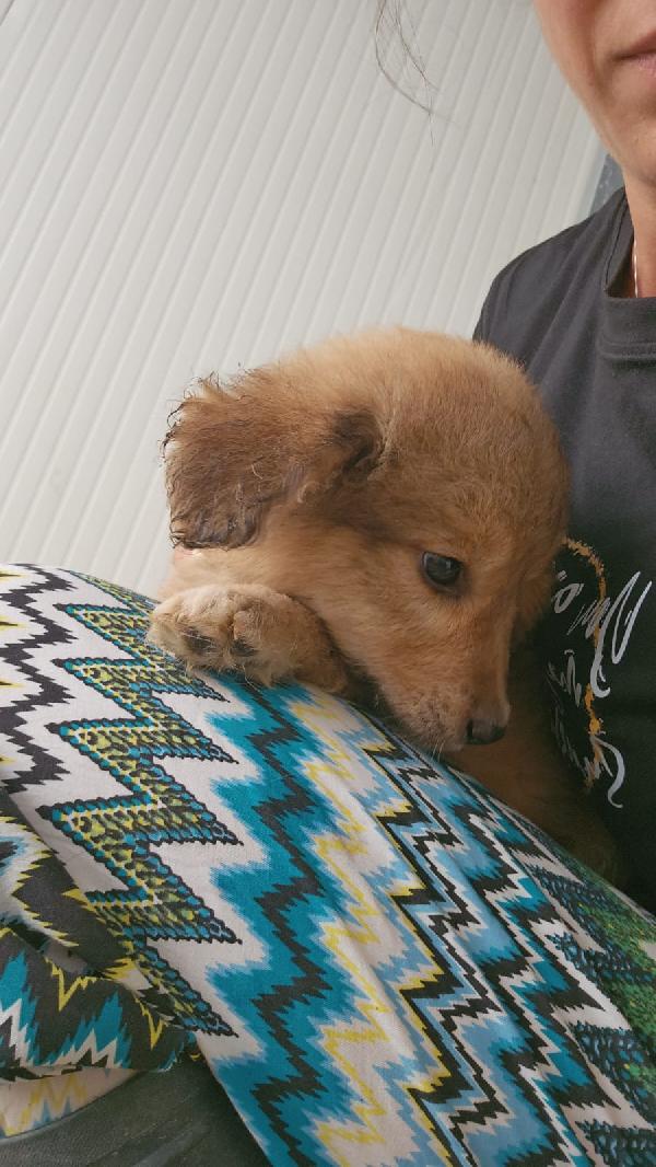 Uli splendida dolce cucciolina cerca adozione  Foto 7