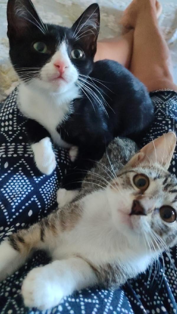 Micina 3mesi occhi verdi,le manca una zampina.MILANO Foto 2