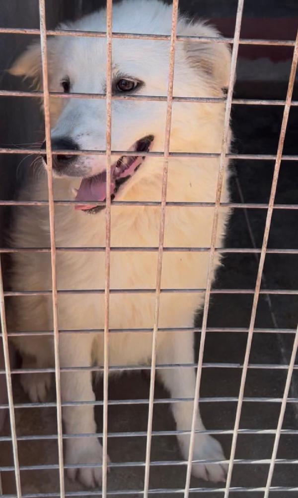 Favolose Cucciole Simil Maremmano In Canile Si Disperano 