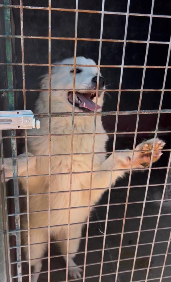 Favolose cucciole simil maremmano in canile si disperano  Foto 2