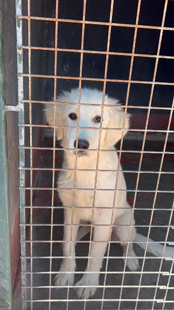 Favolose cucciole simil maremmano in canile si disperano  Foto 3