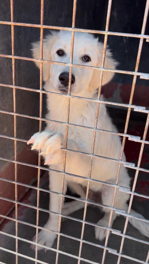 Favolose cucciole simil maremmano in canile si disperano  Foto 5