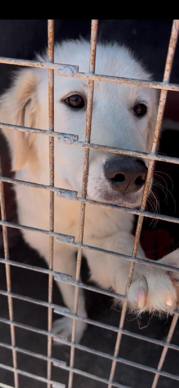 Favolose cucciole simil maremmano in canile si disperano  Foto 6