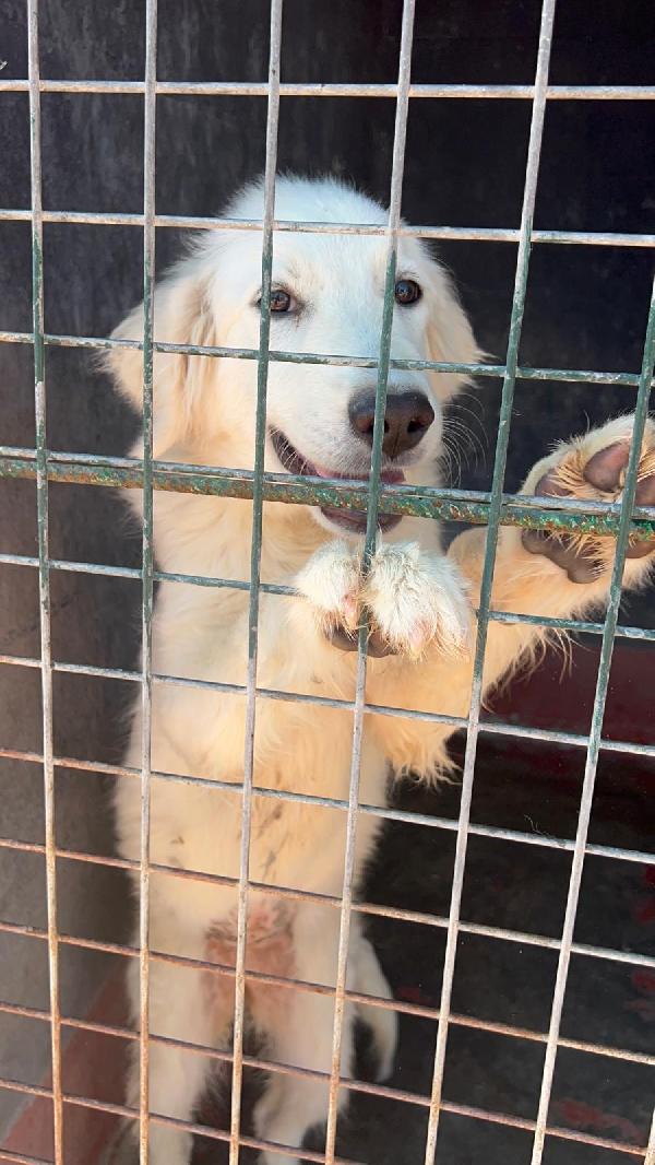 Favolose cucciole simil maremmano in canile si disperano  Foto 7