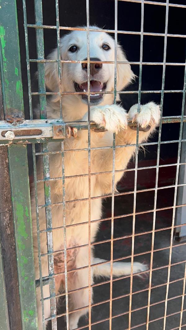 Favolose cucciole simil maremmano in canile si disperano  Foto 8