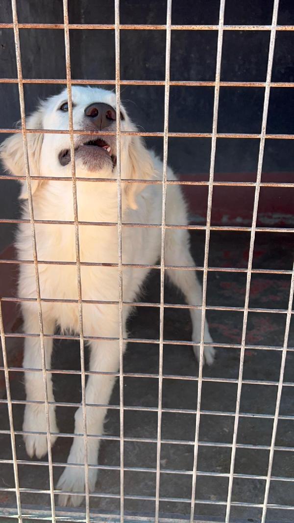 Favolose cucciole simil maremmano in canile si disperano  Foto 9