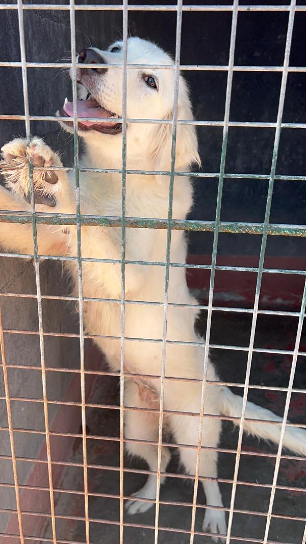 Favolose cucciole simil maremmano in canile si disperano  Foto 10