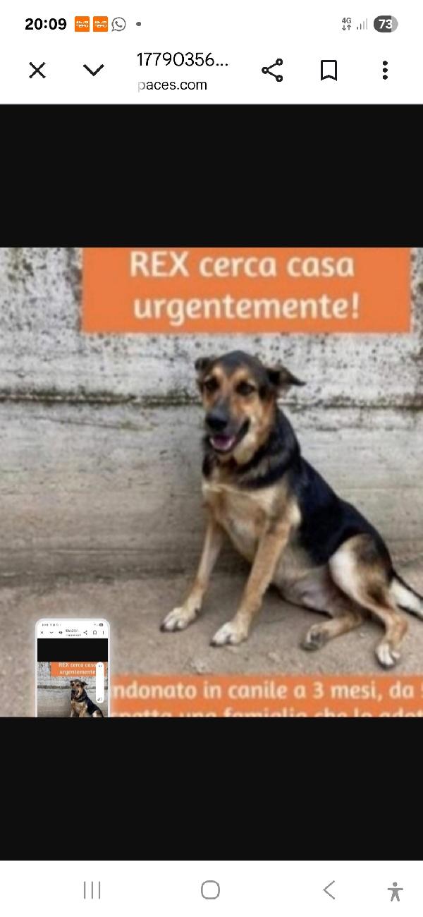 Rex Simil Pastore 5/6Anni Entrato A 3Mesi In Canile. Caserta