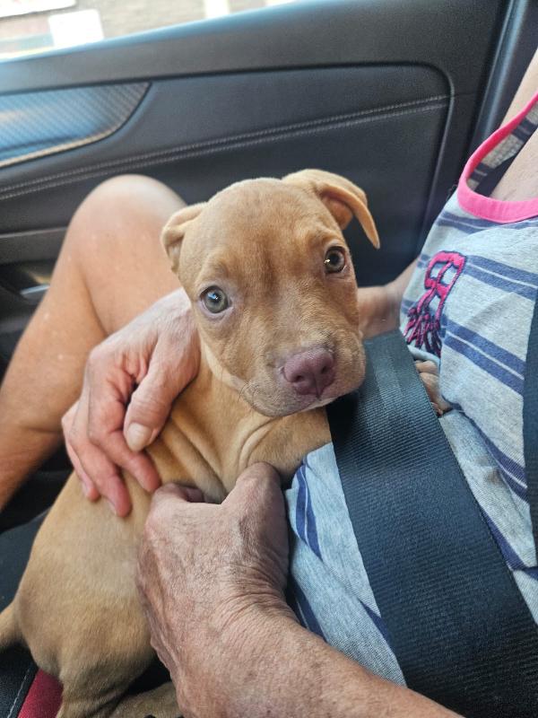 Kira: 3 Mesi, Pitbull Rednose