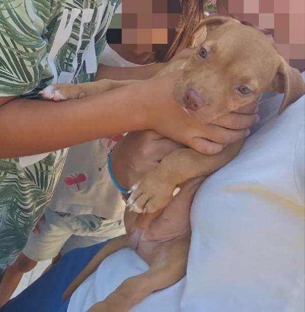 Kira: 3 mesi, Pitbull Rednose Foto 2