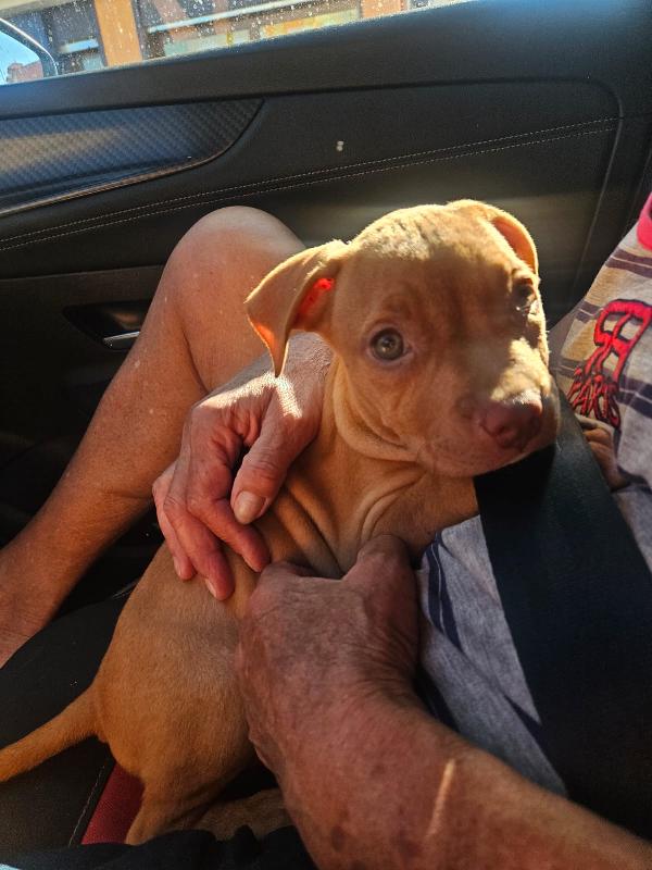 Kira: 3 mesi, Pitbull Rednose Foto 3