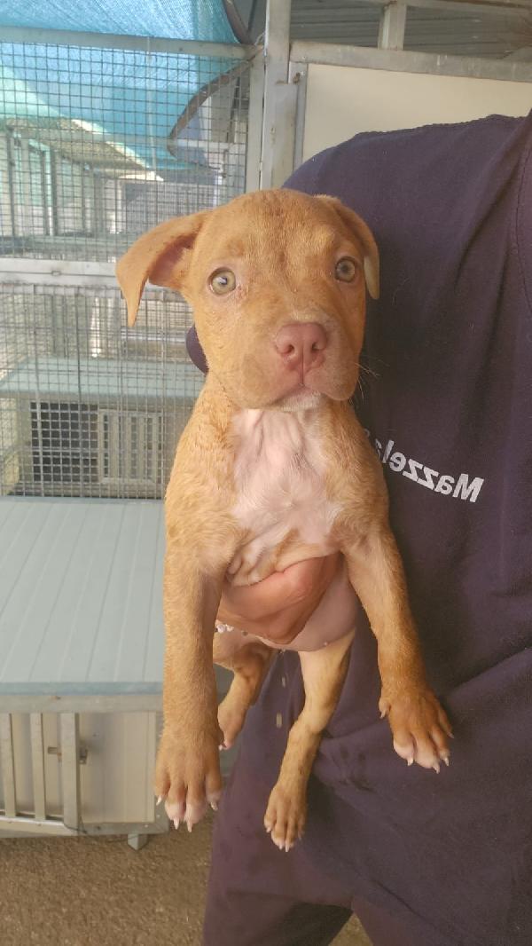 Kira: 3 mesi, Pitbull Rednose Foto 4