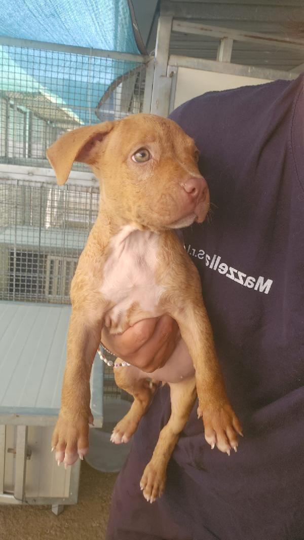 Kira: 3 mesi, Pitbull Rednose Foto 5