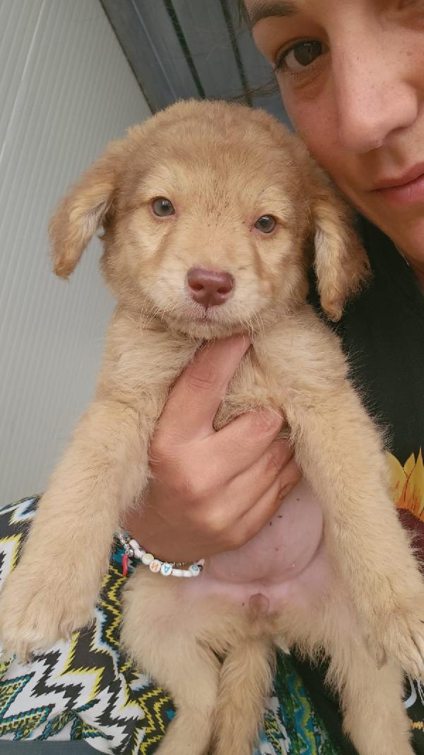 Crissi Splendida Cucciolina Dagli Occhi Chiari Cerca Adozione 