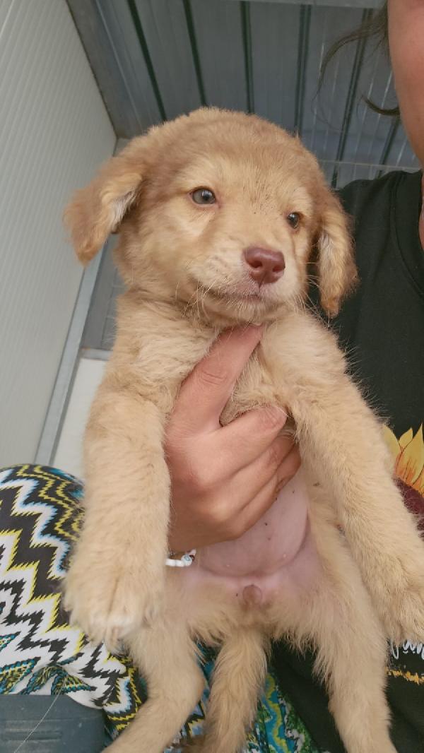 Crissi splendida cucciolina dagli occhi chiari cerca adozione  Foto 2