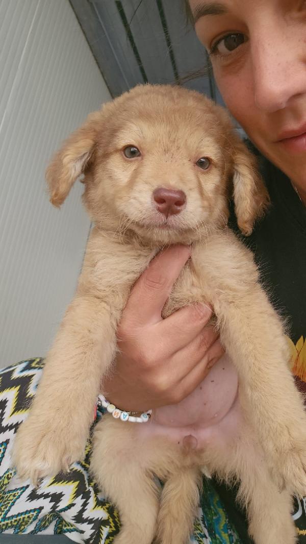 Crissi splendida cucciolina dagli occhi chiari cerca adozione  Foto 4