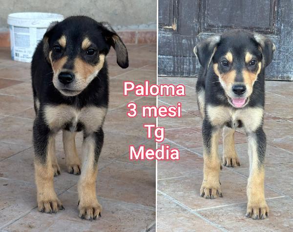 Cucciolotti da salvare  Foto 3