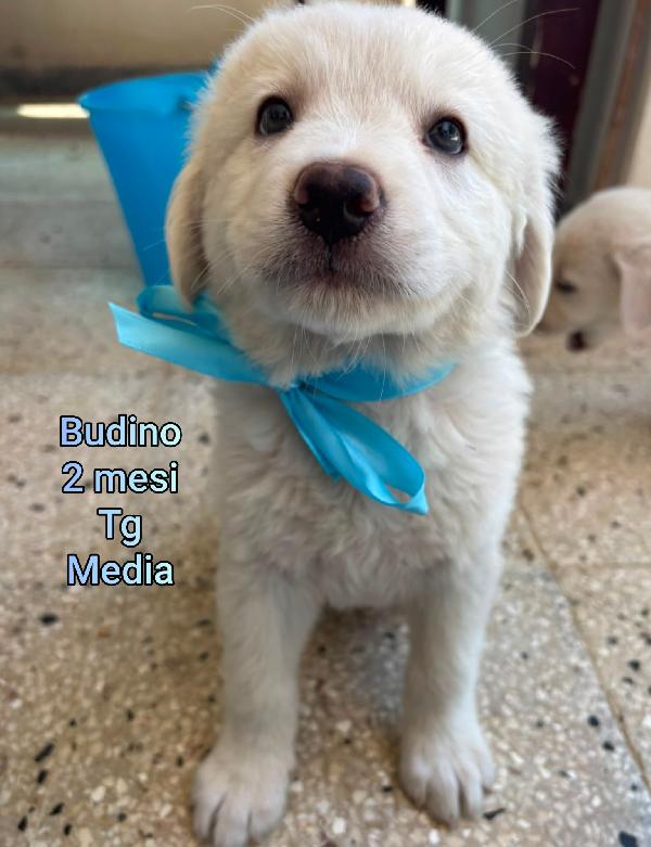 Cuccioli abbandonati: salvateli! Foto 3