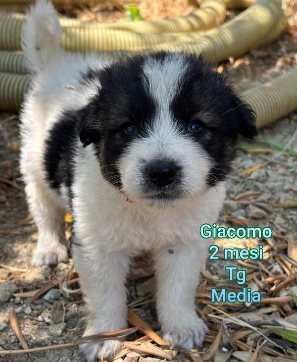 Cuccioli abbandonati: salvateli! Foto 4