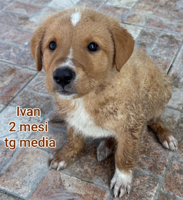 Cuccioli abbandonati: salvateli! Foto 6