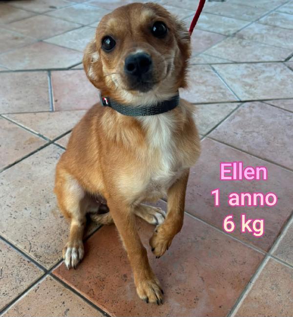 Cani di taglia piccola e mediopiccola  Foto 2