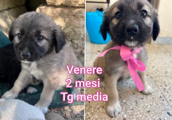 Adotta Un Cucciolo Senza Casa