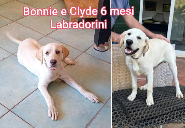 Adotta un cucciolo senza casa Foto 9