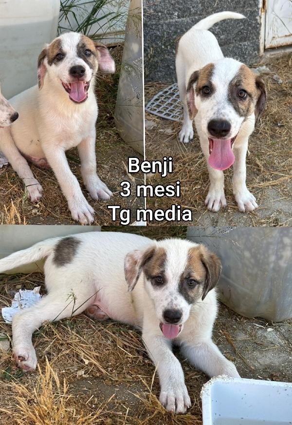 Siamo sommerse dai cuccioli  Foto 2