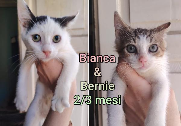 GATTI ABBANDONATI: URGENTE  Foto 2
