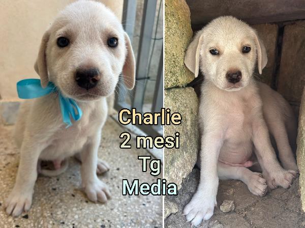 2 Mesi: Teneri Cuccioli 