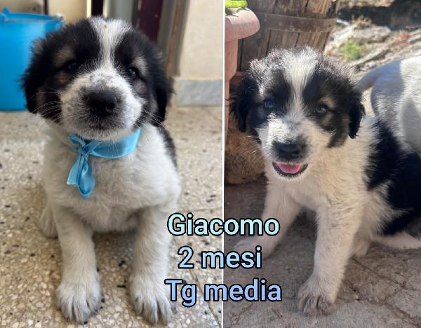 2 MESI: TENERI CUCCIOLI  Foto 2